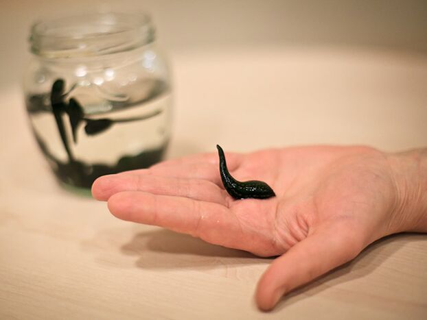 application for the treatment of osteoarthritis of the knee joint